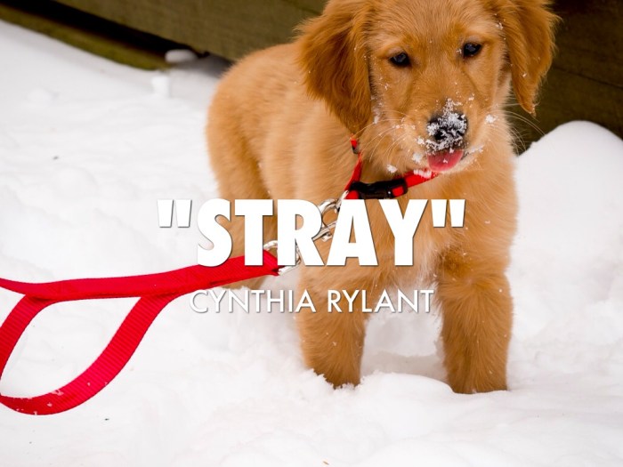 Stray cynthia rylant story short resources