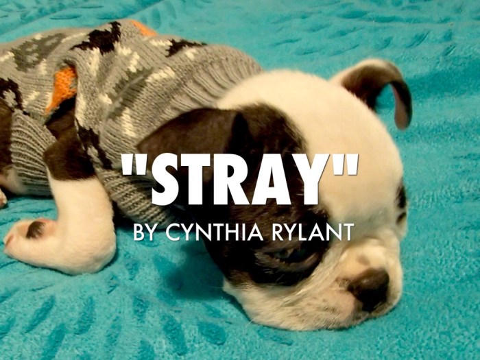 The stray by cynthia rylant