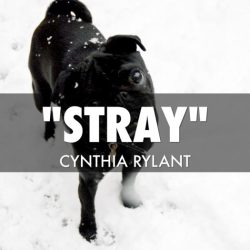 Cynthia rylant stray short story unit choose board