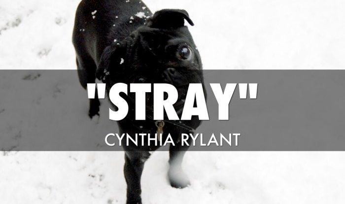 Cynthia rylant stray short story unit choose board