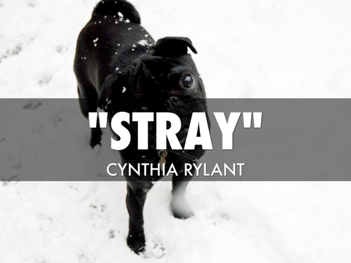 Cynthia rylant stray short story unit choose board