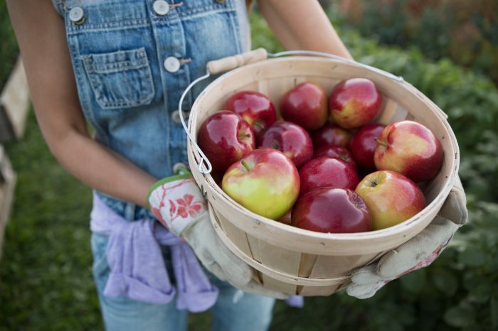 Pears bushel