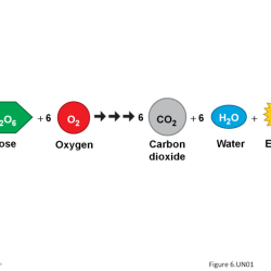 Cellular respiration webquest answer key