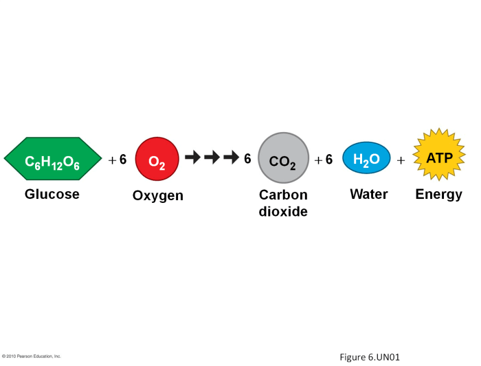 Cellular respiration webquest answer key