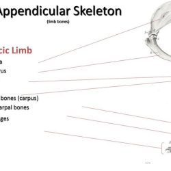 Identify bones and processes of the equine thoracic limb