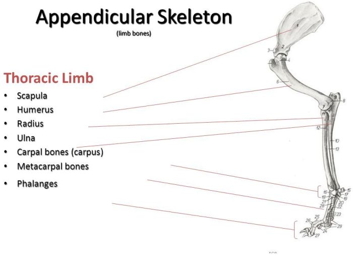 Identify bones and processes of the equine thoracic limb