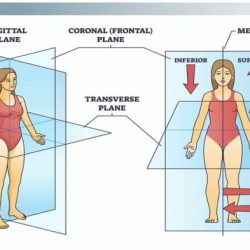 Body planes and anatomical directions worksheet answer key