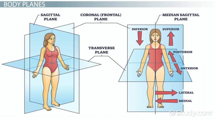 Body planes and anatomical directions worksheet answer key