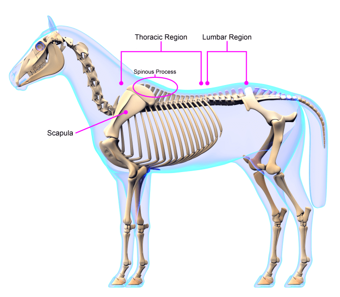 Identify bones and processes of the equine thoracic limb