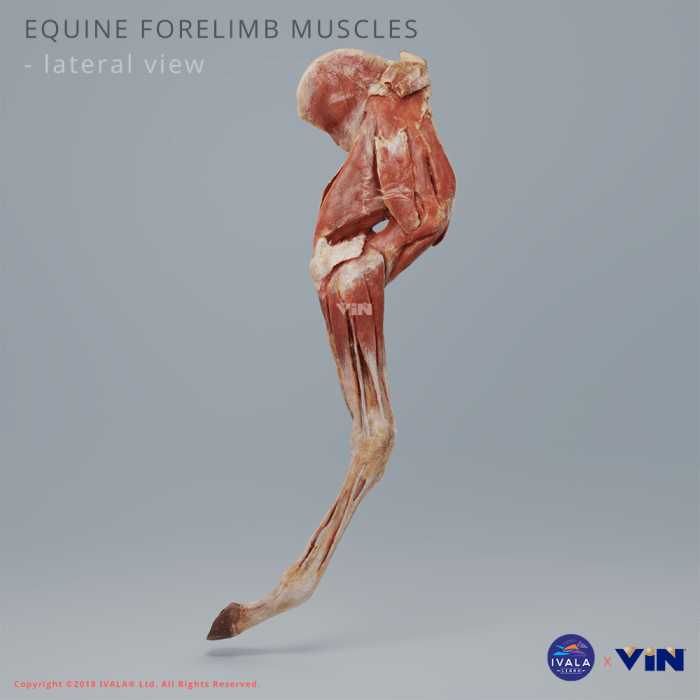 Identify bones and processes of the equine thoracic limb